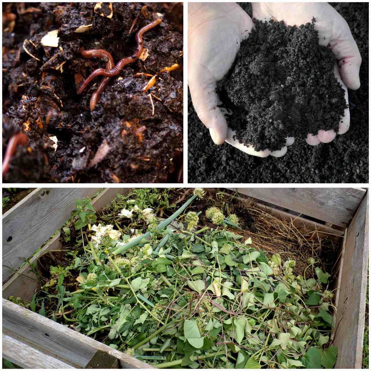 different types of compost, 3 pictures showing a worm compost, finished compost in hands, browns and greens piled up in a wooden compost bin