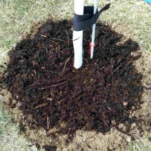 Best compost for fruit trees piled around the trunk of a newly planted young fruit tree seedling.