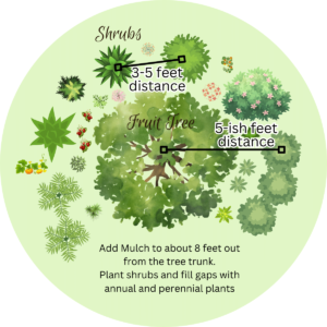 How to grow a food forest starting with a tree guild. Graphic depiction of a fruit tree surrounded by shrubs, ground covers, herbs, vines and root crops.
