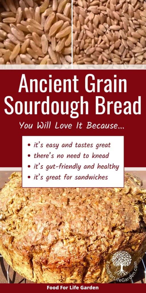 photo shows a loaf of fresh baked kamut and einkorn grain sourdough bread with text overlay that reads ancient grain sourdough bread you will love it because, it's easy and tastes great, there is no need to knead, it's gut friendly and healthy, it's great for sandwiches. food for life garden.
