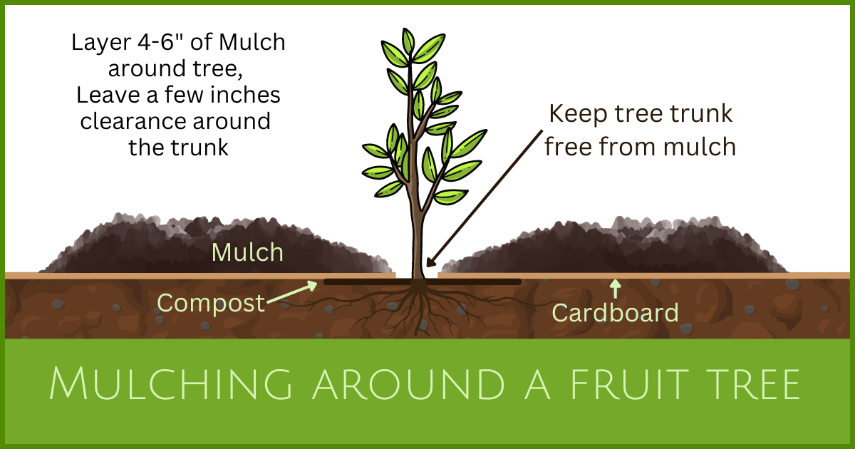 Best Compost For Fruit Trees And How To Plant Them Food For Life Garden