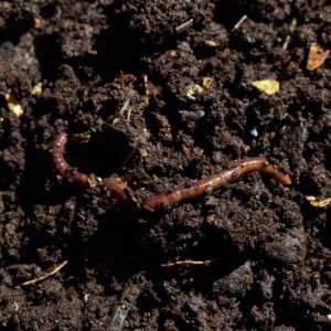 How to make your best compost for gardens featuring a rich compost with a fat earth worm