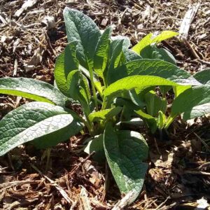 how to make mulch from wood chips featuring a comfrey plant surrounded by wood chip mulch