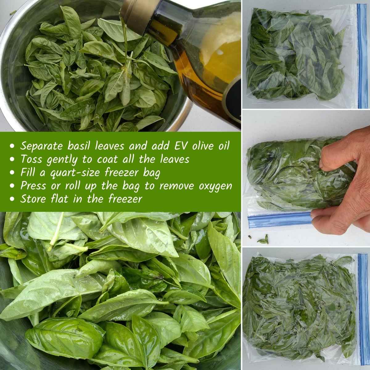 How To Freeze Basil - Preserve The Best Fresh Flavor – Food For Life Garden