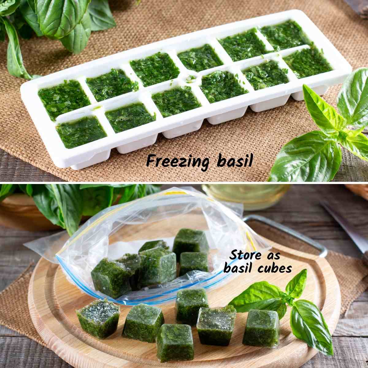How to store basil long term: Salt-curing herbs – Food For Life Garden