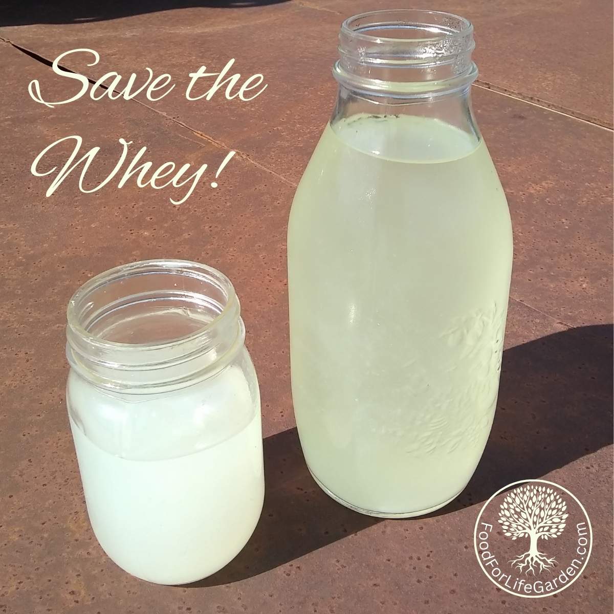 Uses for whey, two bottles filled with whey from cheese making