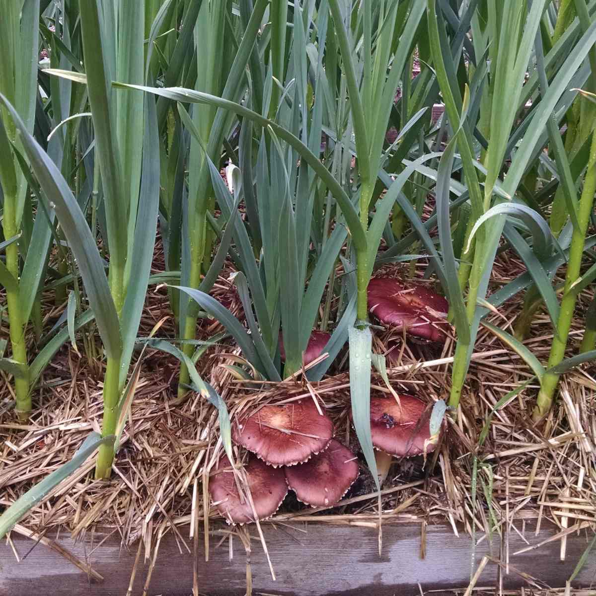 raised bed with garlic growing in it and straw mulch with mushrooms growing.