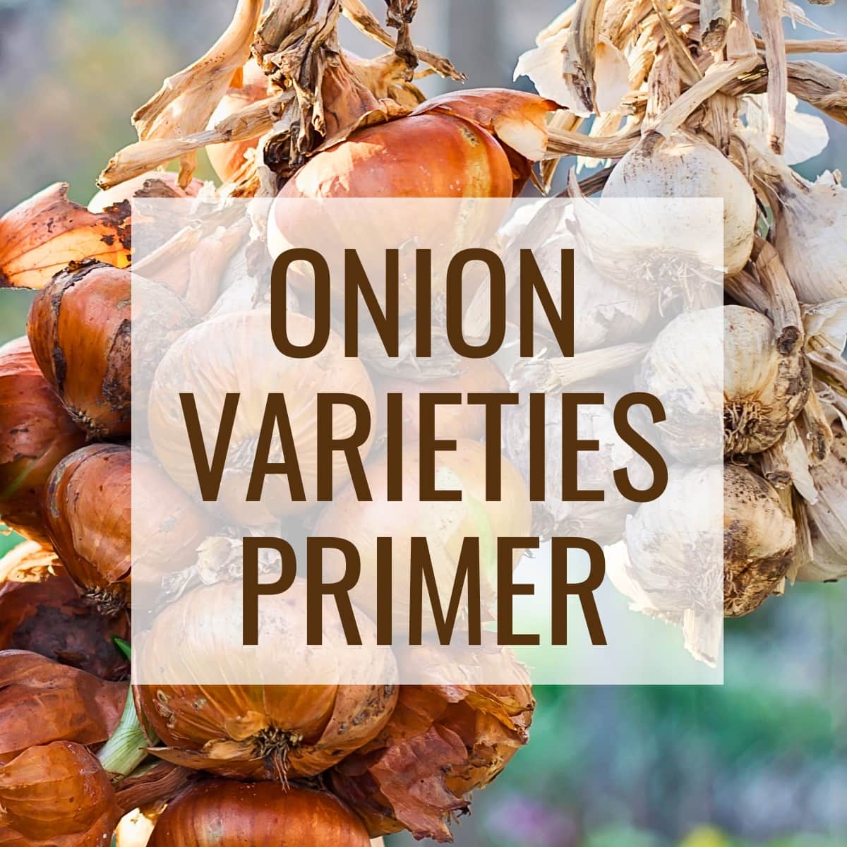photo of onion and garlic braids with text overlay that reads Onion Varieties Primer