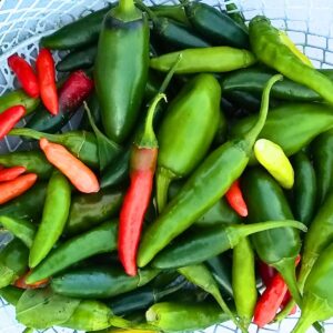 basket full of chili peppers
