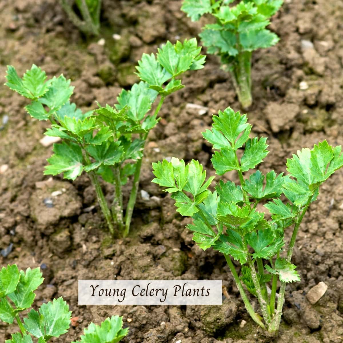 How To Grow Celery From Seed To Harvest And More – Food For Life Garden