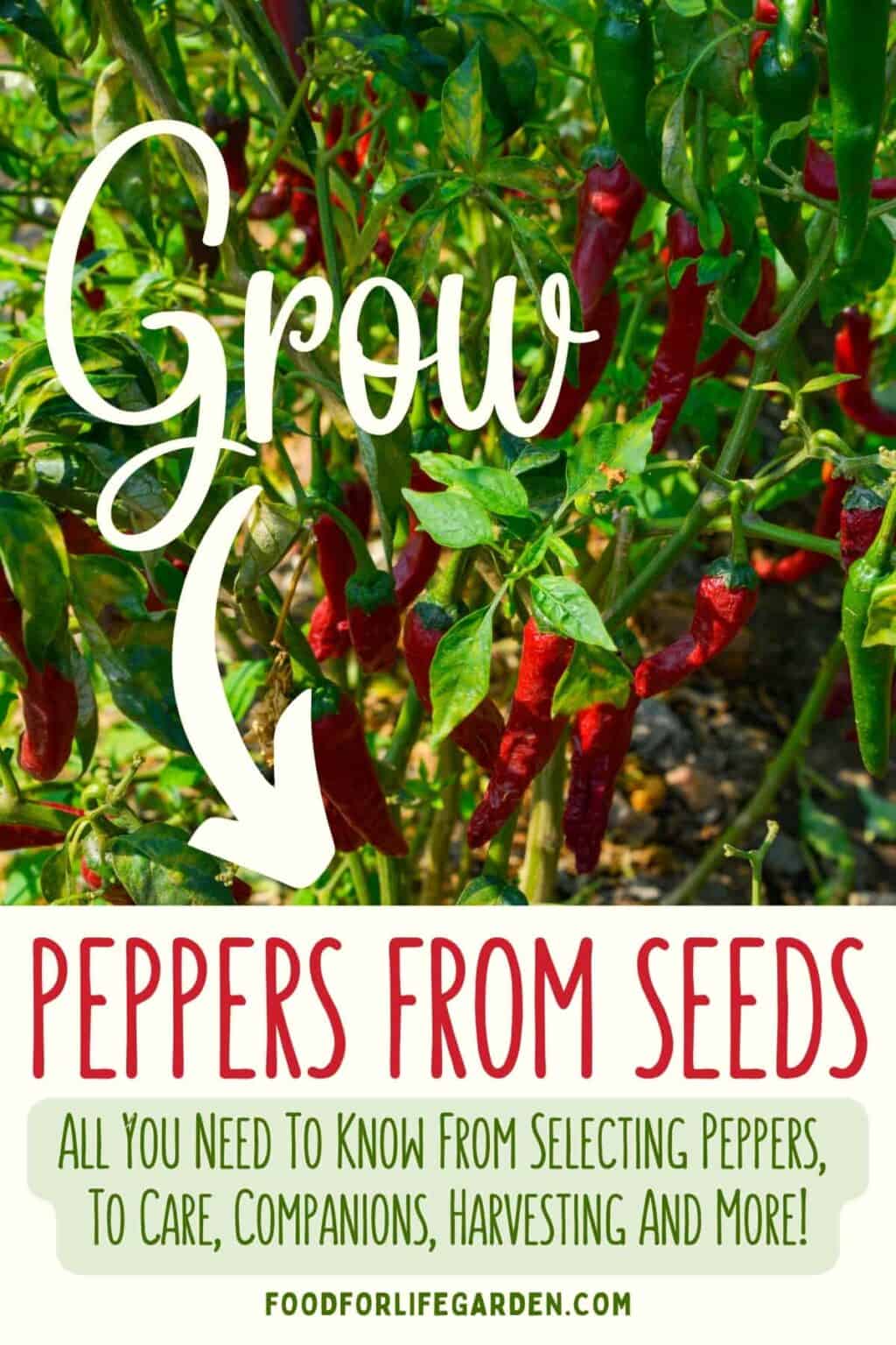 Growing Peppers From Seeds To Harvest For Beginners – Food For Life Garden