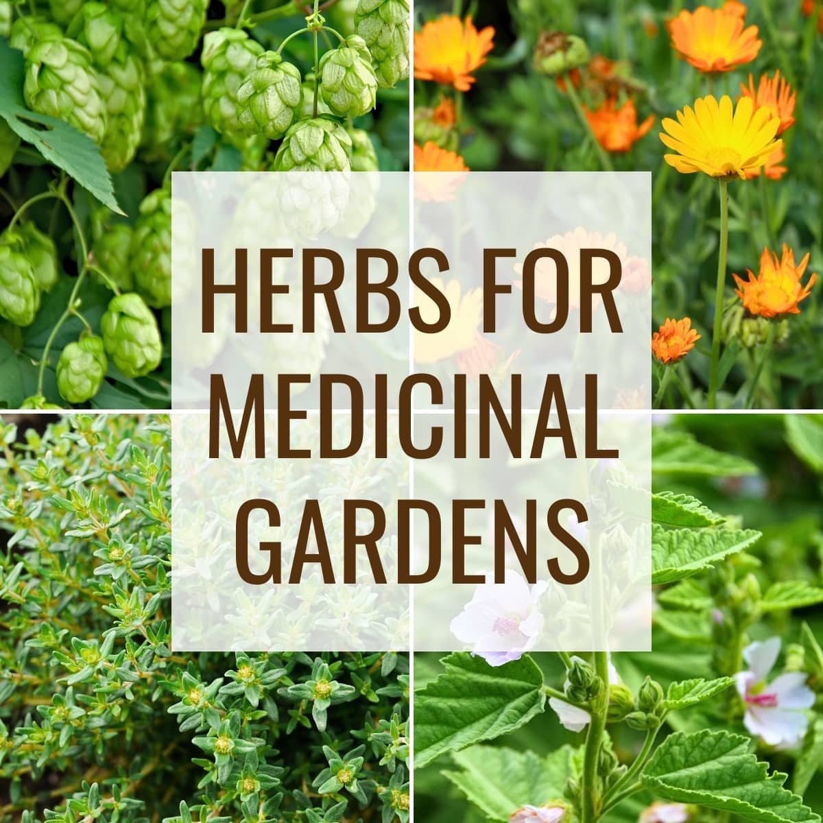 photo collage of 4 herbs, hops, calendula, thyme and marshmallow with text overlay that reads herbs for medicinal gardens.