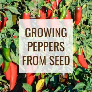pepper plant loaded with ripe jalapenos. text reads growing peppers from seed