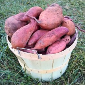 basket full of freshly harvested sweet potatoes