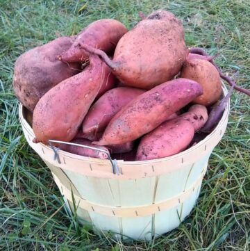 basket full of freshly harvested sweet potatoes