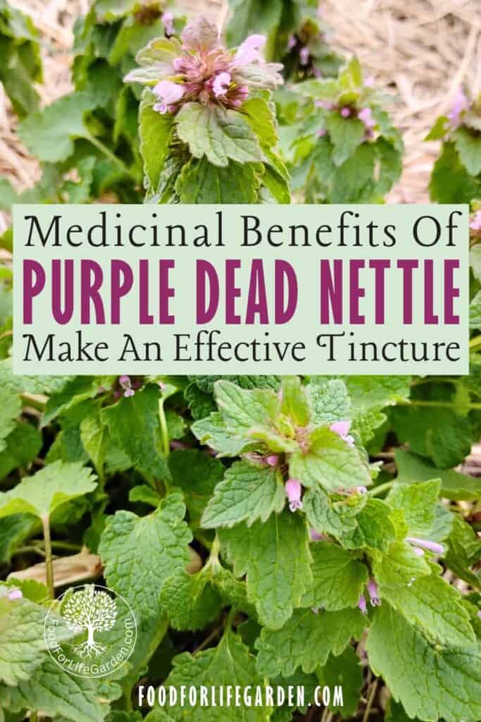 photo of dead nettle plant with text overlay that reads medicinal benefits of purple dead nettle. Make an effective tincture. foodforlifegarden.com.