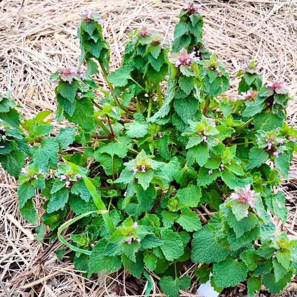 dead nettle patch in my garlic field.