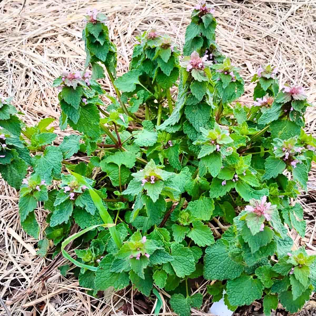 Forage Purple Dead Nettle, Medicinal Benefits And Tincture Recipe