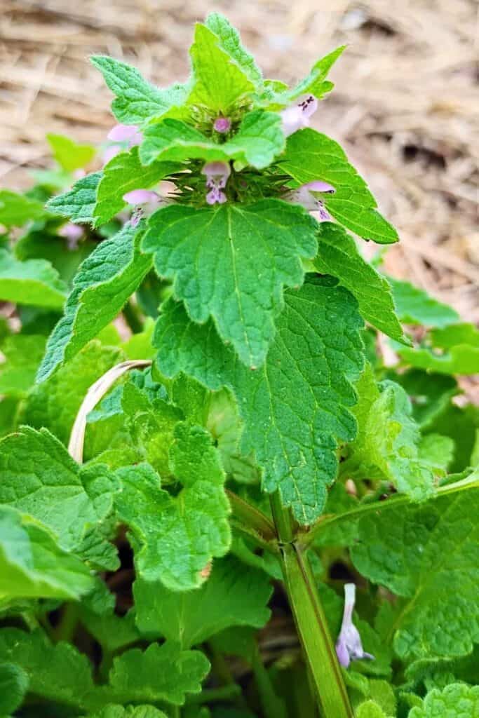 purple dead nettle stalk