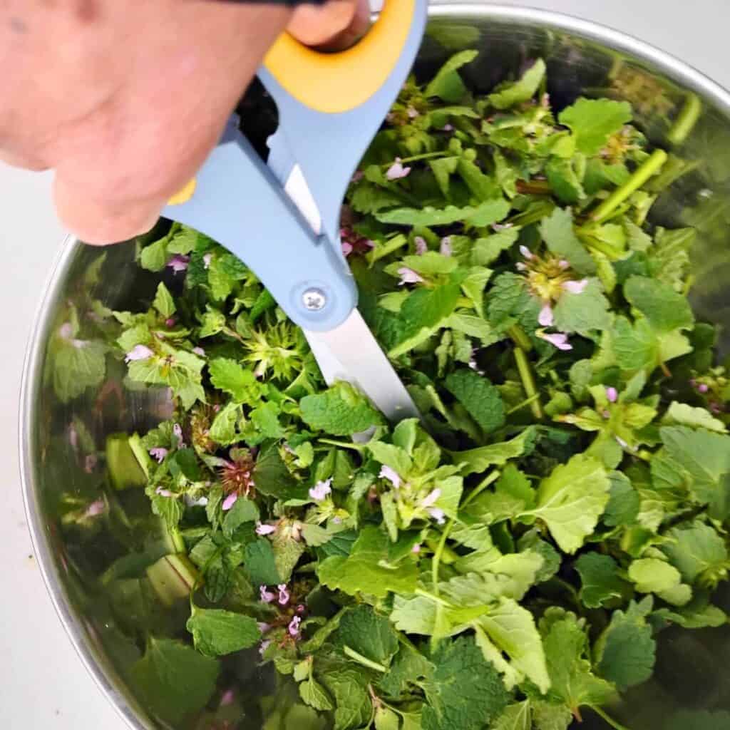 Chopping plant leaves with scissors.