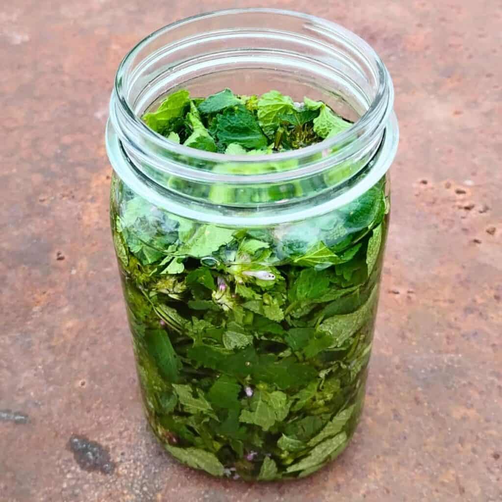 Jar full of dead nettle leaves and vodka