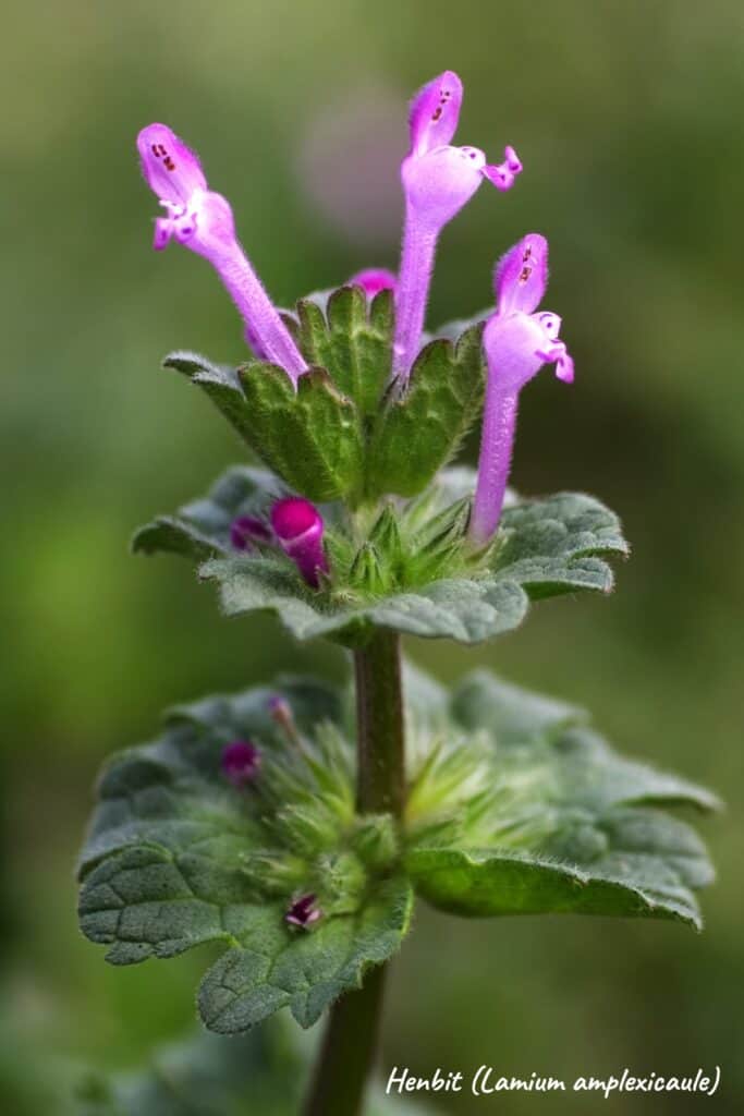 photo of a henbit stalk (lamium amplexicaule)