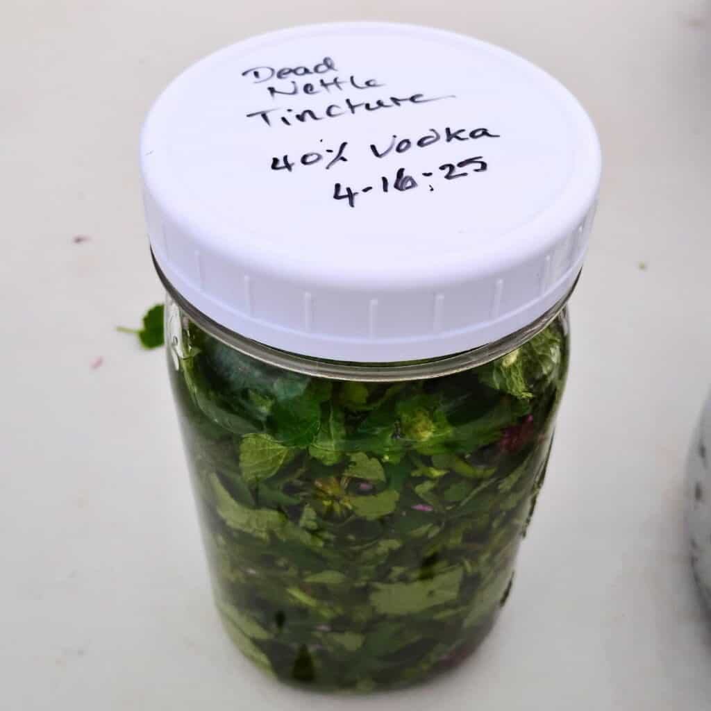 jar full of dead nettle tincture