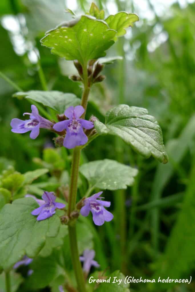 Ground ivy plant, glechoma hederacea