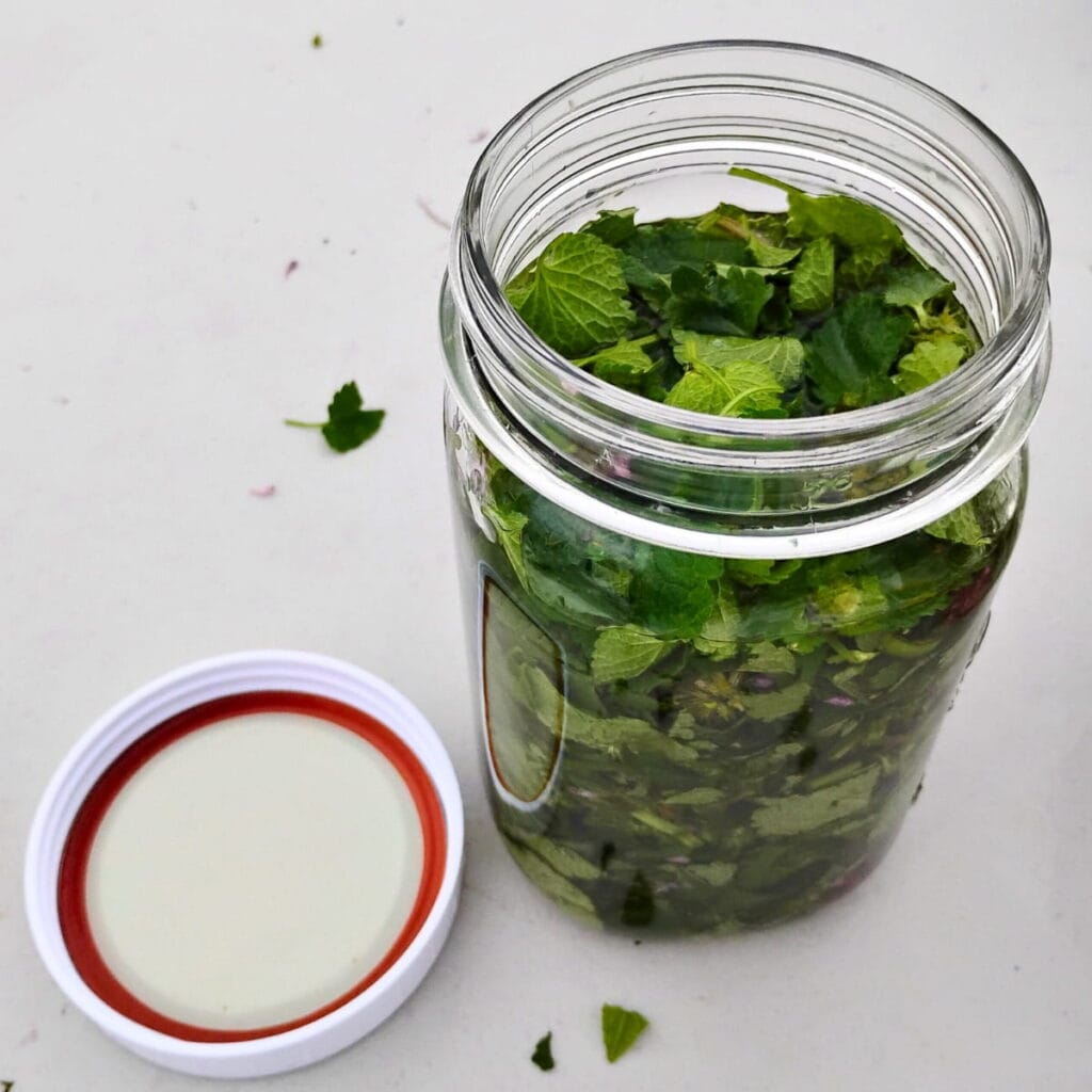 jar of dead nettle tincture with a lid and seal next to it.