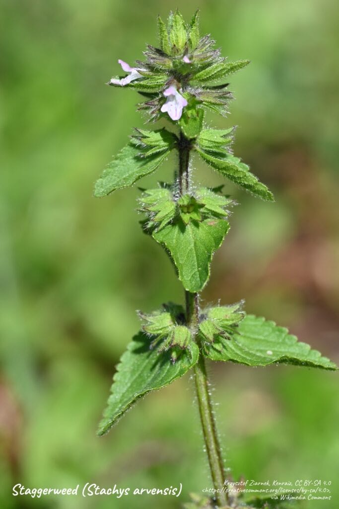 Staggerweed plant, stachys arvensis