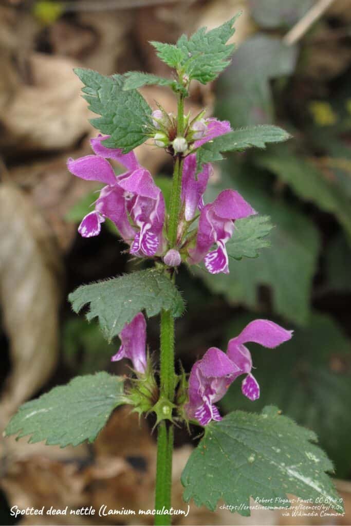 spotted dead nettle plant, lamium maculatum.