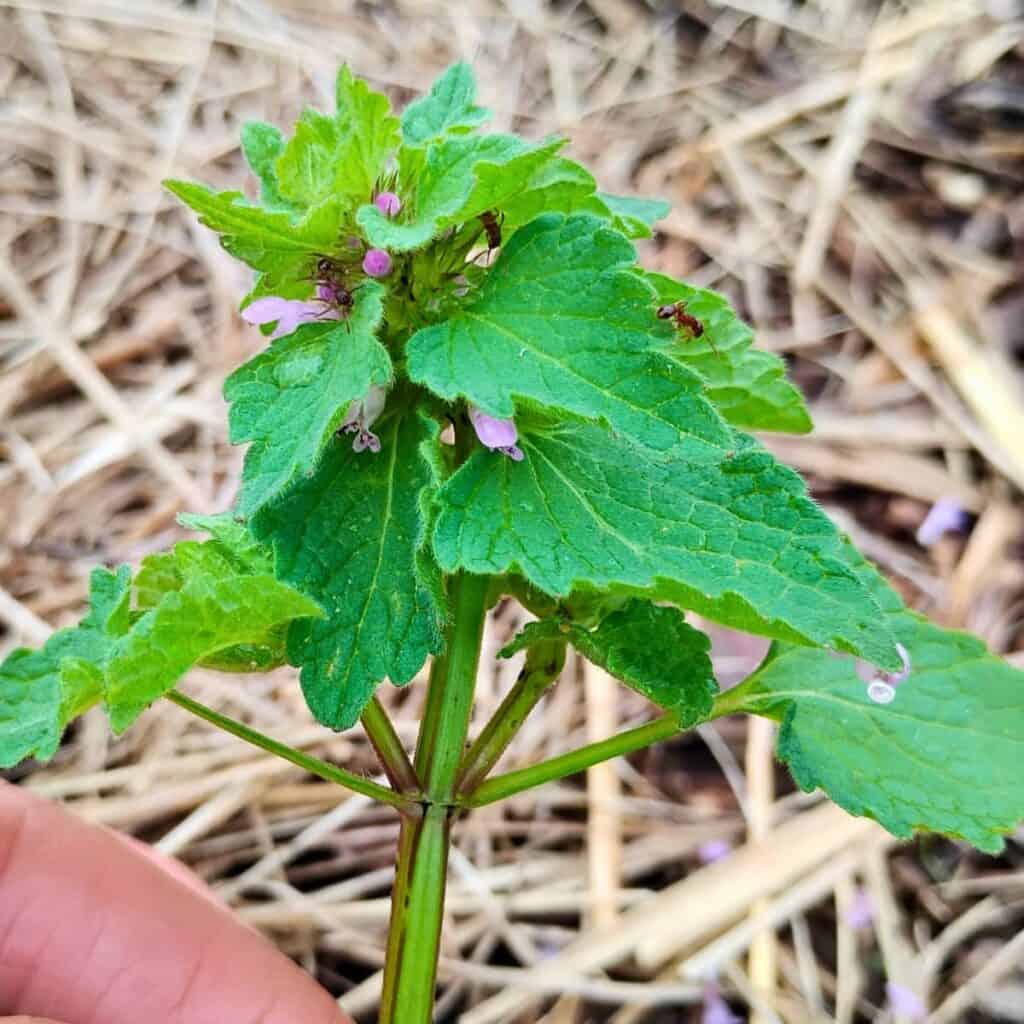 photo of a dead nettle top with ants crawling all over.