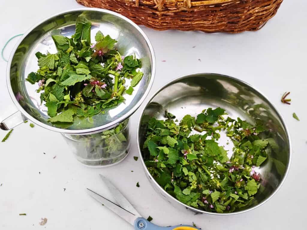 dead nettle leaves all chopped up and getting stuffed into a glass jar through a funnel.