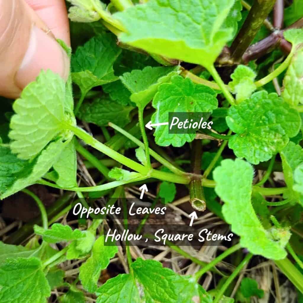 photo showing the square, hollow stem and opposite leaves coming off it on petioles. Labeled for clarification.