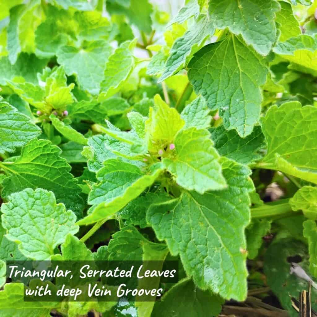 photo of dead nettle plant showing the leaves with a text overlay that reads triangular, serrated leaves with deep vein grooves.