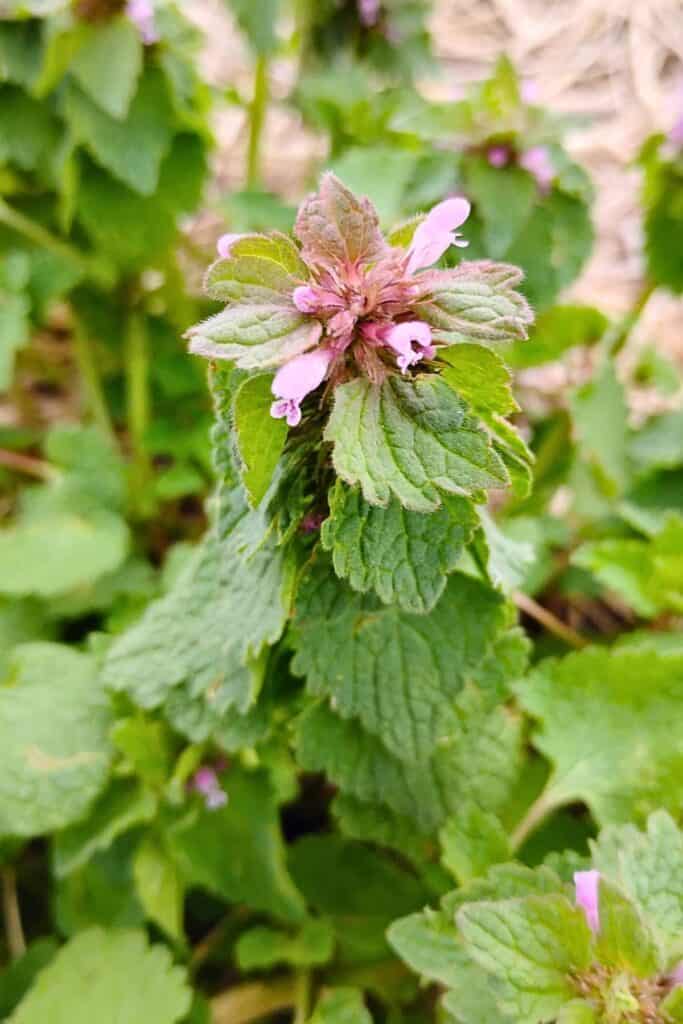 dead nettle plant stalk.