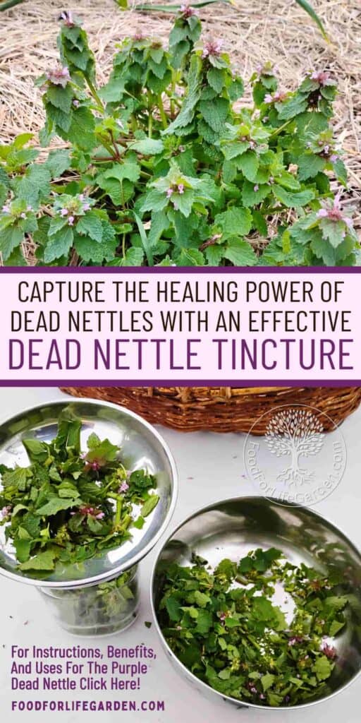 photo on top shows a dead plant, bottom shows a glass jar getting filled with chopped dead nettel leaves. text overlay reads capture the healing power of dead nettles with an effective dead nettle tincture. for instructions, benefits, and uses for the purple dead nettle click here. foodforlifegarden.com.