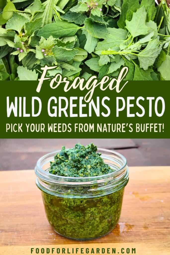 photo of a jar full of foraged wild greens pesto and some wild greens at the top. text overlay reads foraged wild greens pesto. pick your weeds from nature's buffet! foodforlifegarden.com.