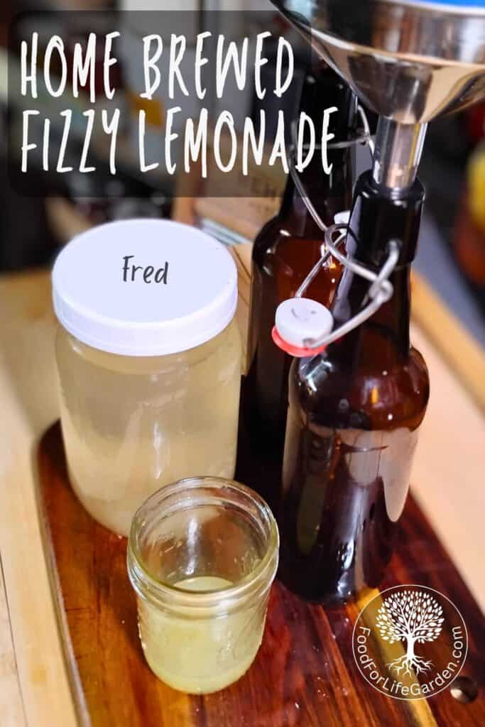 a couple of empty grolsch bottles, a water kefir starter and a glass with some lemon juice. text overlay reads home brewed fizzy lemonade. foodforlifegarden.com.