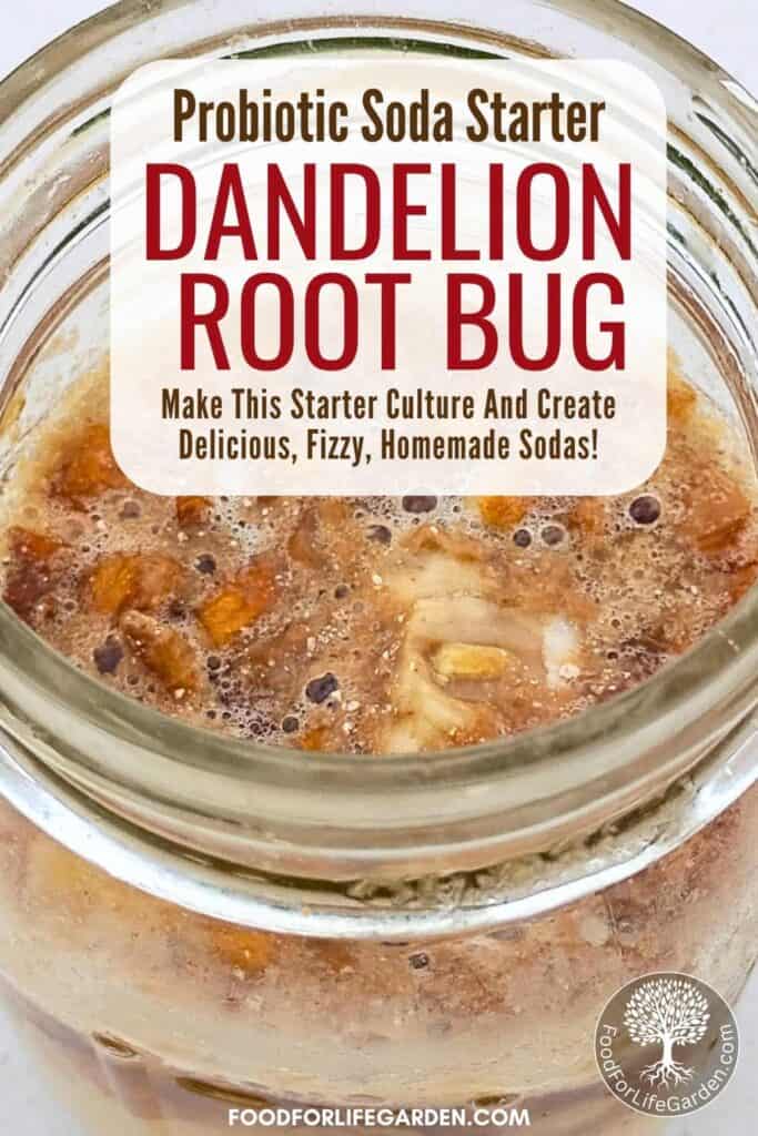 background photo of a bubbly dandelion bug starter culture. text overlay reads probiotic soda starter dandelion root bug. make this starter culture and create delicious, fizzy, homemade sodas! foodforlifegarden.com.
