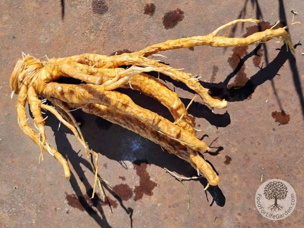 washed dandelion root on a rusty surface.