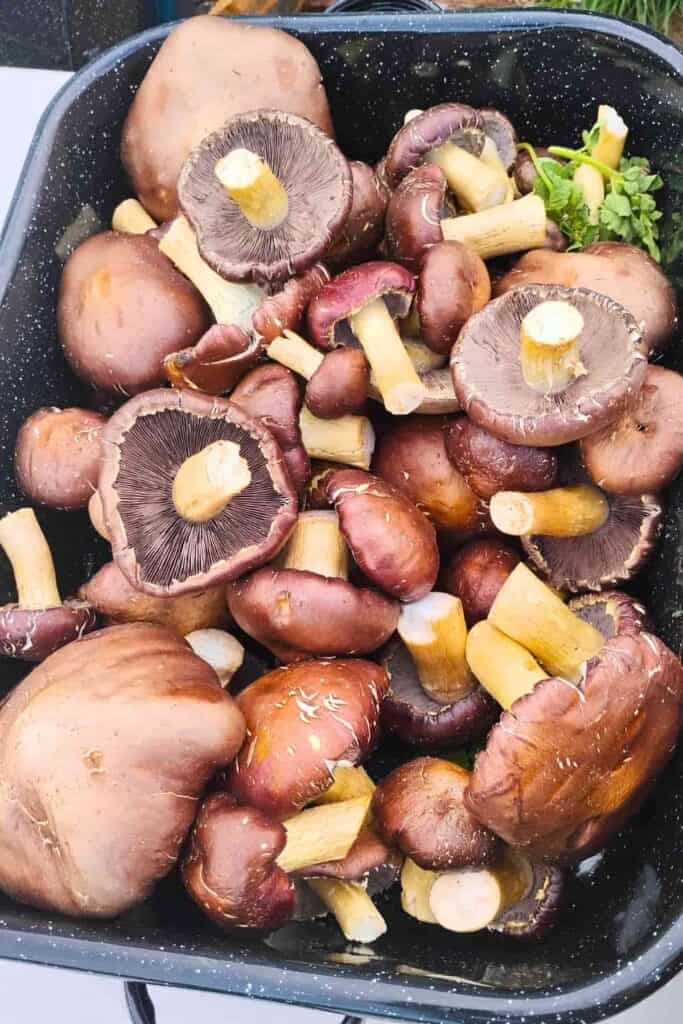 a pan full of mushrooms to use for dinner