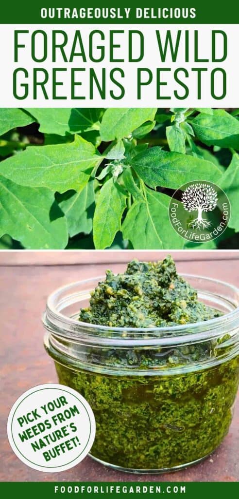 photo of lambs quarters, close up shot. elow it is a photo of a jar full of foraged Wild weeds pesto. text overlay reads outrageously delicious foraged wild weeds pesto. pick your wreeds from nature's buffet! foodforlifegarden.com
