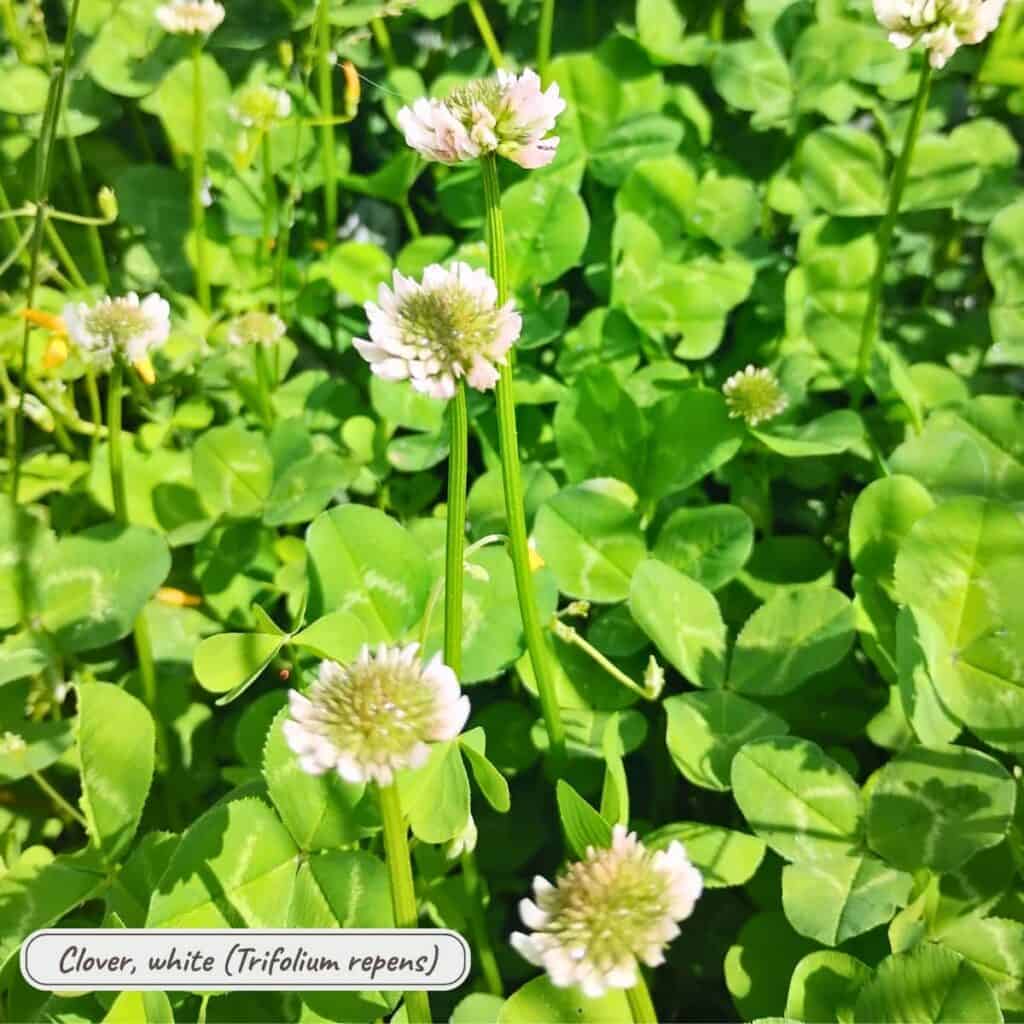white clover, trifolium repens