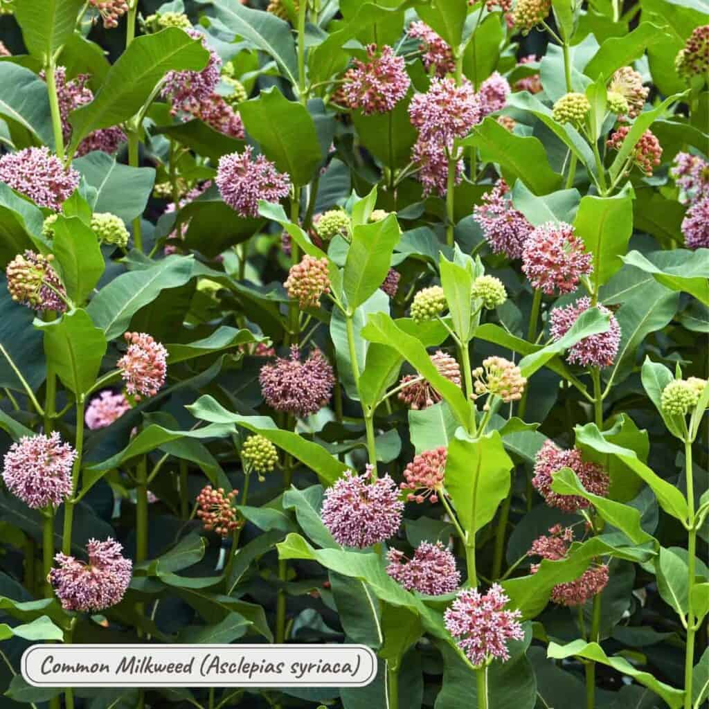 Common milkweed, ascclepias syriaca