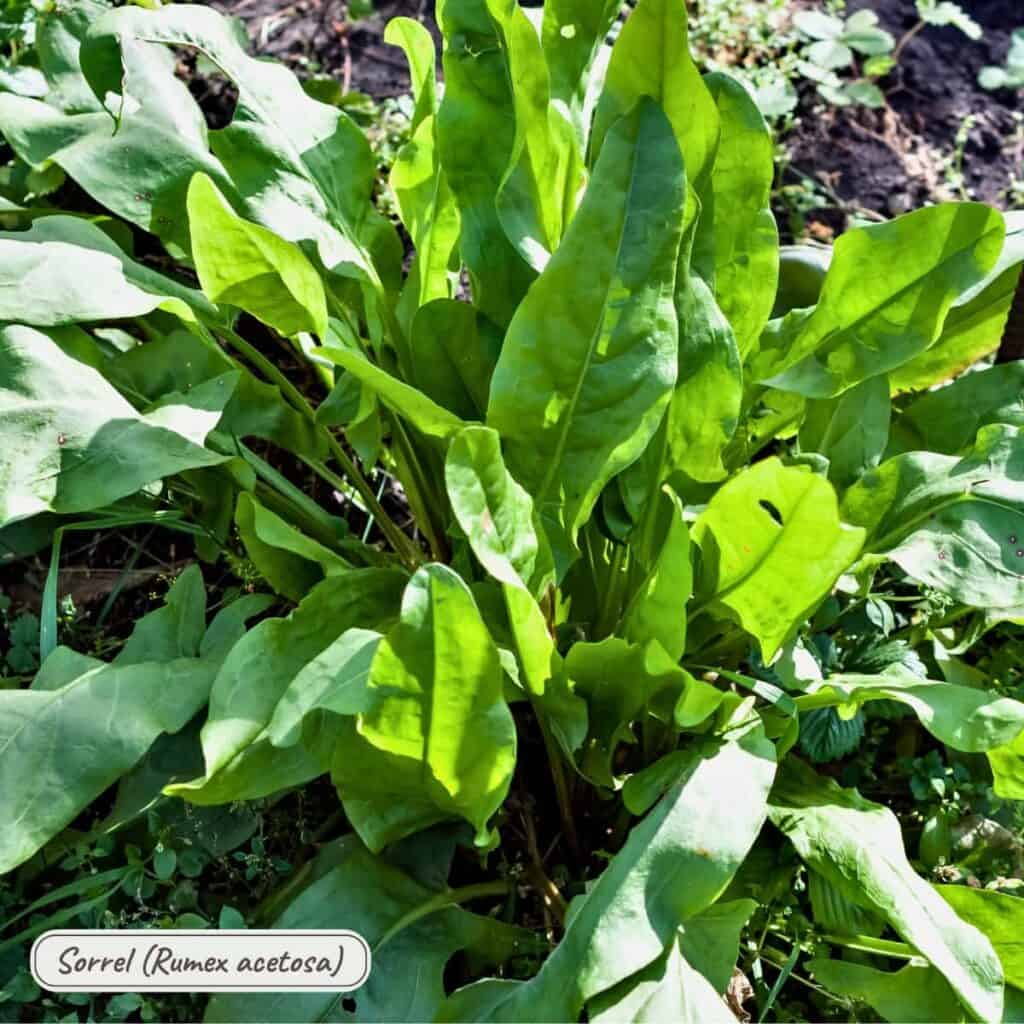 Garden Sorrel, rumex acetosa