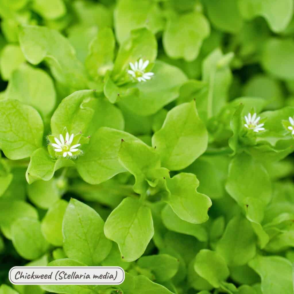 Chickweed, stellaria media