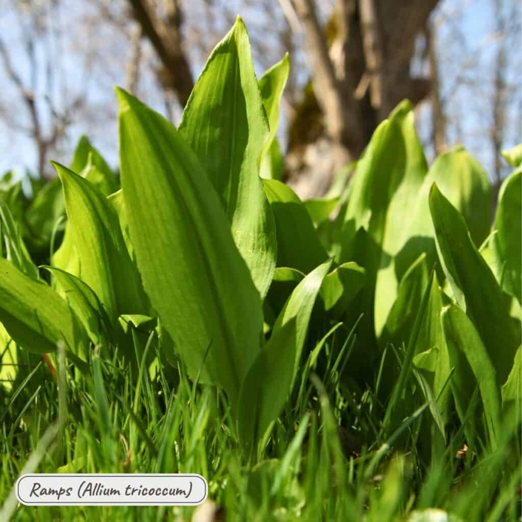 Ramps, allium tricoccum