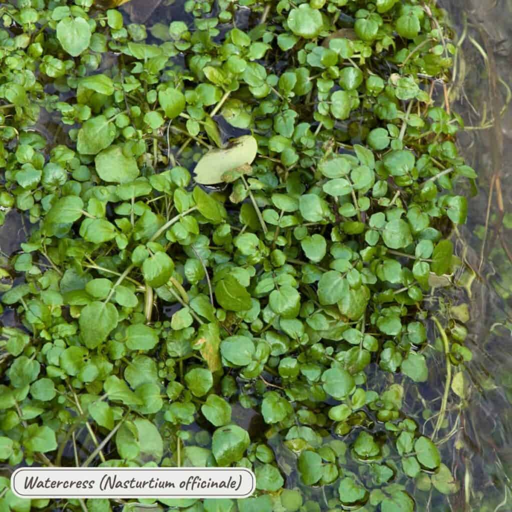 Watercress, nasturtium officinale