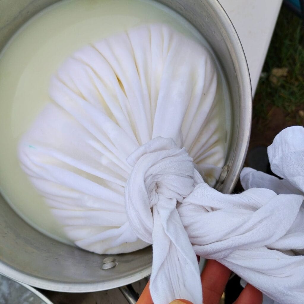 knotted up bag full of quark cheese curds in a pot full of whey